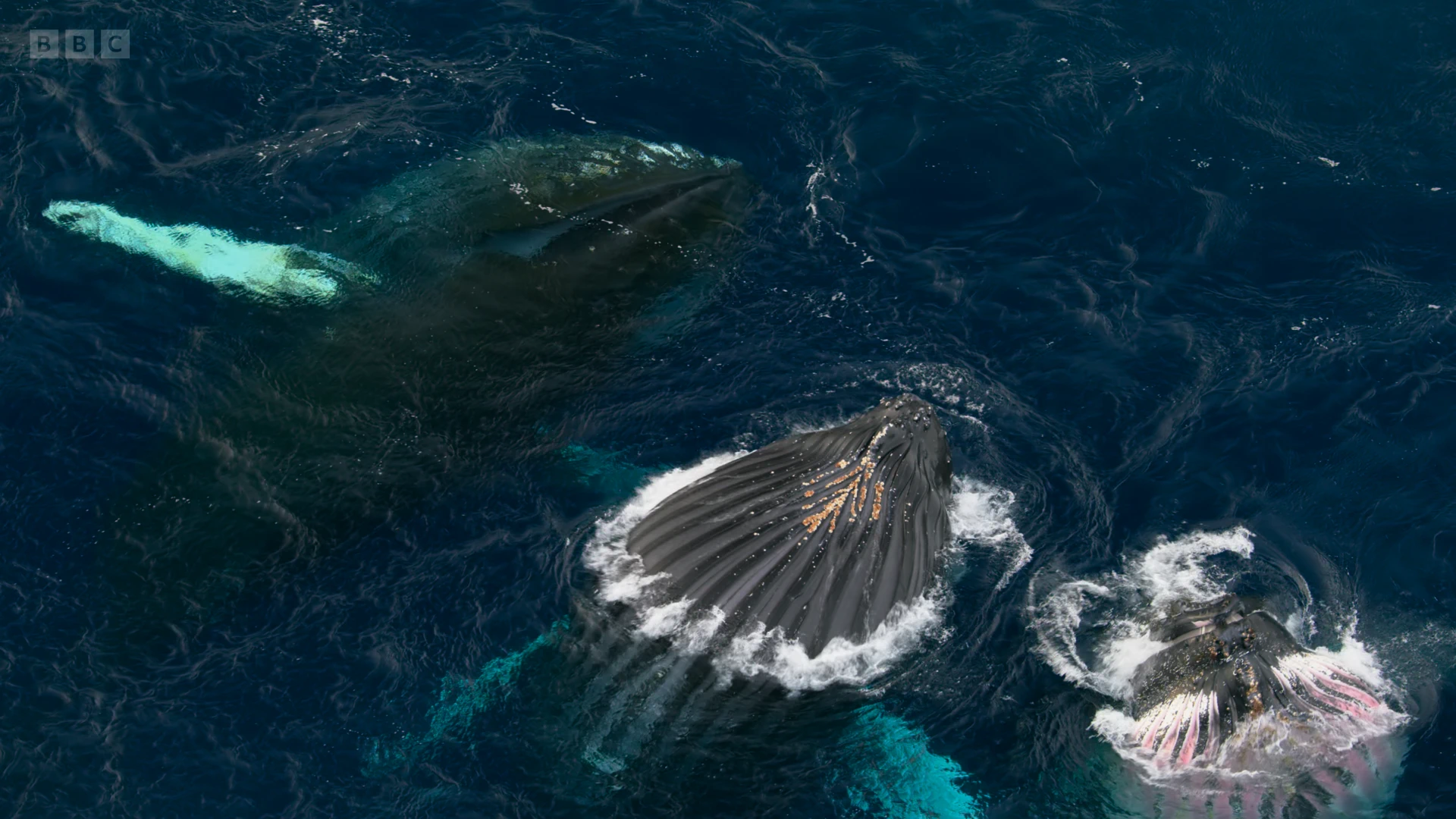 Humpback whale (Megaptera novaeangliae) as shown in Seven Worlds, One Planet - Antarctica
